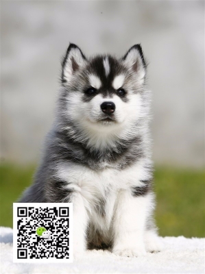 赤峰收購(gòu)寵物狗的地方電話號(hào)碼-第1張圖片