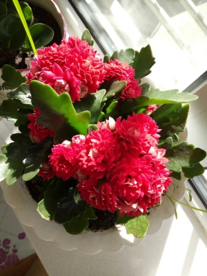 赤峰寧城天義鮮花店電話號(hào)碼-第1張圖片