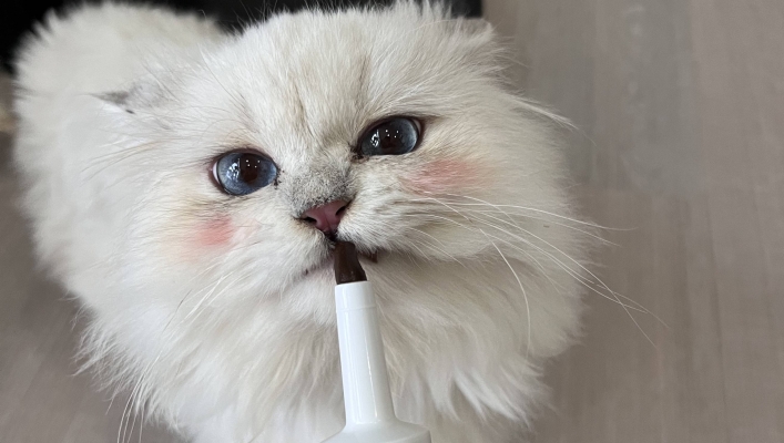 赤峰小馬哥貓舍電話地址查詢-第1張圖片