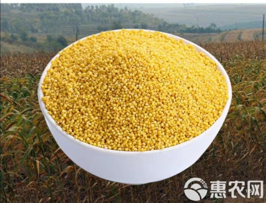 赤峰貝子府小米店電話號(hào)碼查詢-第1張圖片