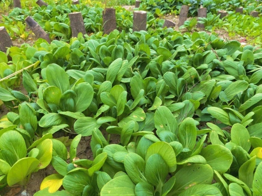 赤峰小豆豆農(nóng)莊電話多少號(hào)-第1張圖片