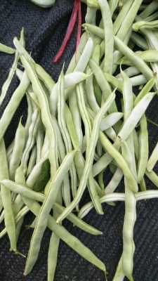 赤峰市收購蕓豆電話號碼是多少-第1張圖片