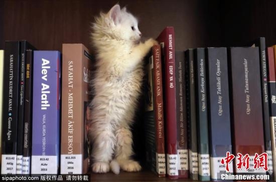 赤峰貓咪圖書館電話號(hào)碼查詢-第1張圖片