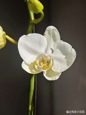 赤峰蝴蝶蘭銷售電話號(hào)碼查詢-第1張圖片