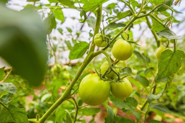 赤峰靜安寺采摘基地電話號(hào)碼-第1張圖片