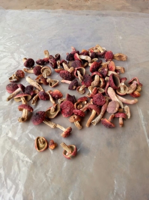 赤峰紅蘑產(chǎn)地加工廠電話號碼-第1張圖片