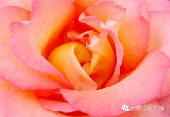 赤峰花仙子鮮花店電話號碼-第1張圖片