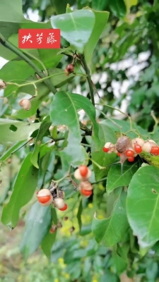 赤峰衛(wèi)矛扶芳藤批發(fā)電話-第1張圖片