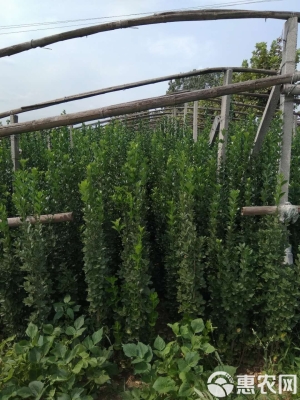 赤峰北海道黃楊批發(fā)電話地址-第1張圖片