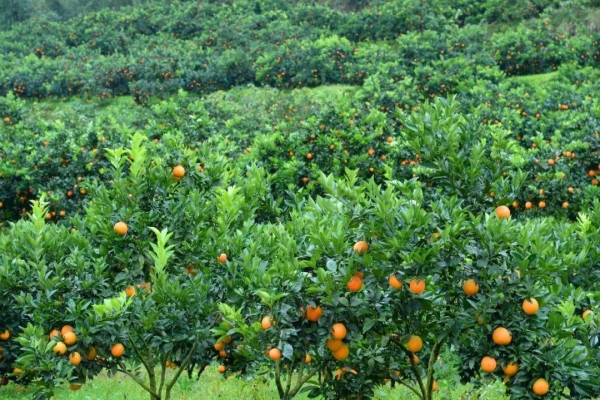 赤峰萬悅城落日基地電話號(hào)碼-第1張圖片