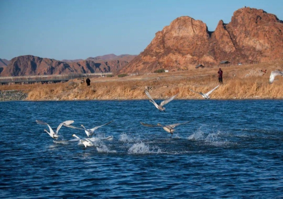 赤峰平莊白天鵝寫真電話號碼-第1張圖片