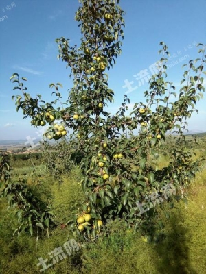 赤峰收購林地電話地址是多少號-第1張圖片