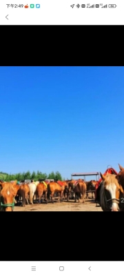 赤峰柏友麻將機(jī)售后電話號(hào)碼-第1張圖片