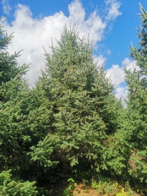 內(nèi)蒙古赤峰求購(gòu)云杉樹(shù)電話(huà)號(hào)碼-第1張圖片