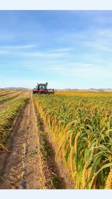 赤峰收谷子直播間電話是多少號-第1張圖片