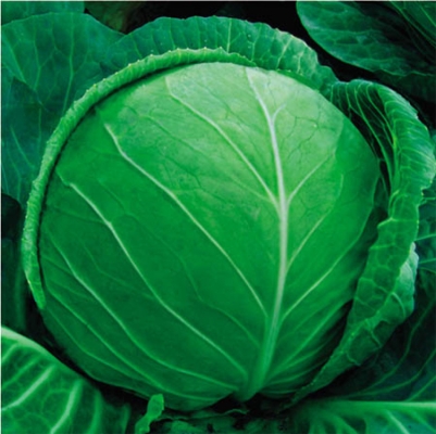 赤峰市哪有甘藍(lán)基地啊電話(huà)號(hào)碼-第1張圖片