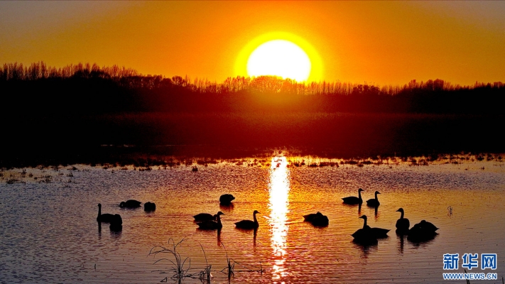 赤峰市天鵝送葬電話(huà)號(hào)碼查詢(xún)-第1張圖片