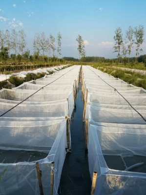 赤峰市收購水蛭電話號碼是多少-第1張圖片