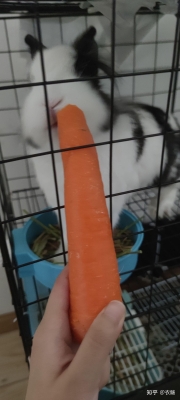 赤峰買(mǎi)兔糧的電話(huà)號(hào)碼是多少-第1張圖片