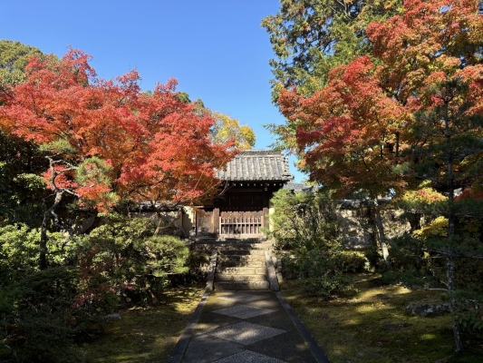 赤峰市純黑貓咪出售電話號(hào)碼-第1張圖片