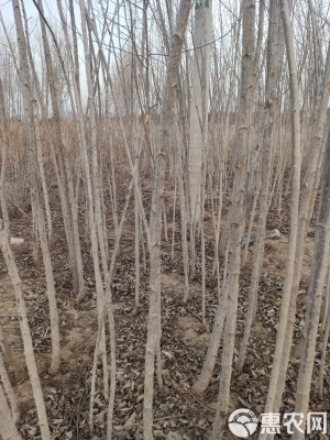 赤峰小葉楊樹苗批發(fā)電話地址-第1張圖片