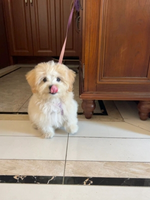 赤峰馬爾泰狗狗店電話號(hào)碼查詢-第1張圖片