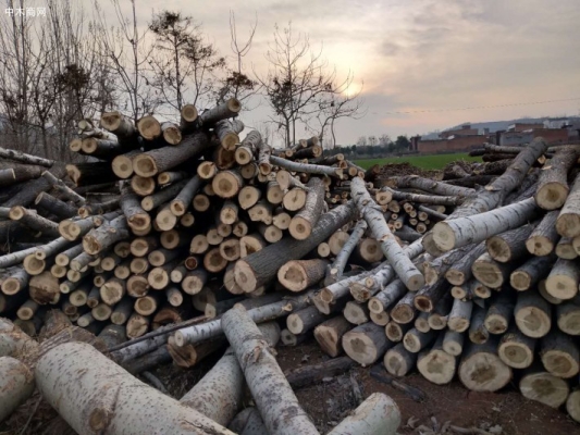 赤峰楊木凈片加工廠電話號(hào)碼-第1張圖片