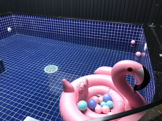 赤峰芭迪寵物生活館電話號碼-第1張圖片