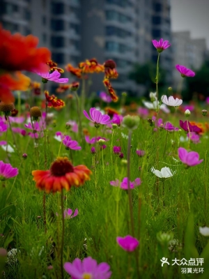 赤峰邂逅花坊鮮花店電話號碼-第1張圖片