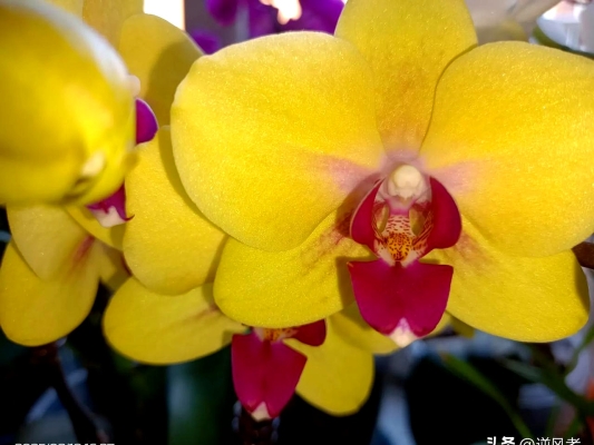 赤峰蝴蝶蘭廠家電話地址查詢-第1張圖片