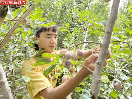 赤峰西梅采摘園電話號(hào)碼查詢-第1張圖片