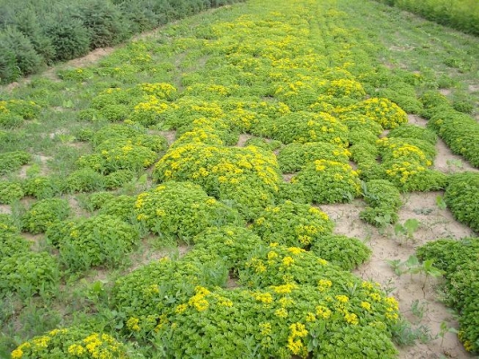 赤峰天泉花卉批發(fā)市場(chǎng)電話號(hào)碼-第1張圖片
