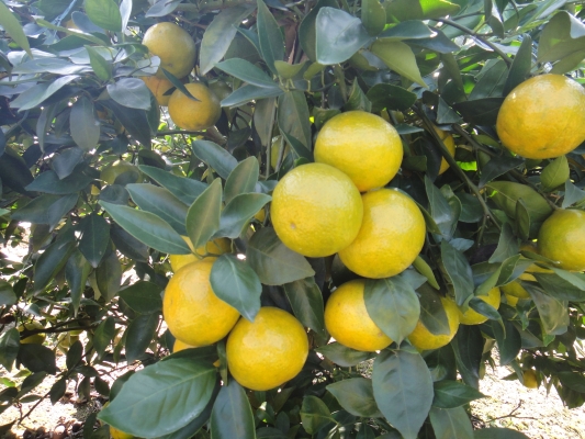 赤峰山杏核收購電話號碼是多少-第1張圖片