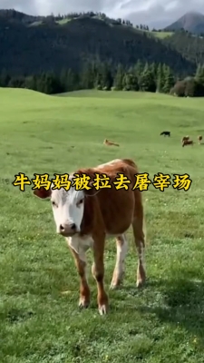 赤峰母牛屠宰場電話多少號-第1張圖片