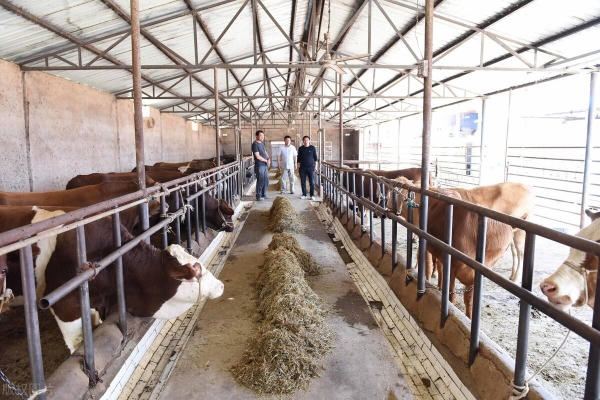 內(nèi)蒙赤峰養(yǎng)牛場電話號(hào)碼查詢-第1張圖片