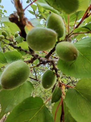 赤峰市青杏收購(gòu)電話地址查詢(xún)-第1張圖片