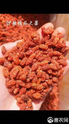 赤峰市沙棘果廠地址電話號碼-第1張圖片