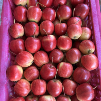 赤峰市水果-第1張圖片