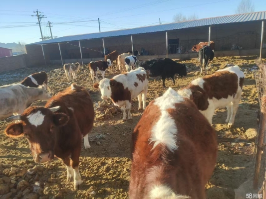 溫州赤峰金毛養(yǎng)殖基地電話號碼-第1張圖片