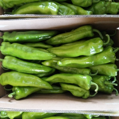 赤峰精品蔬菜批發(fā)市場電話號碼-第1張圖片