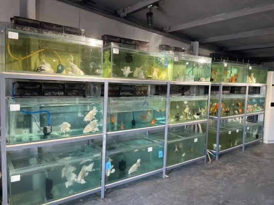 赤峰觀賞魚養(yǎng)殖基地電話號(hào)碼-第1張圖片