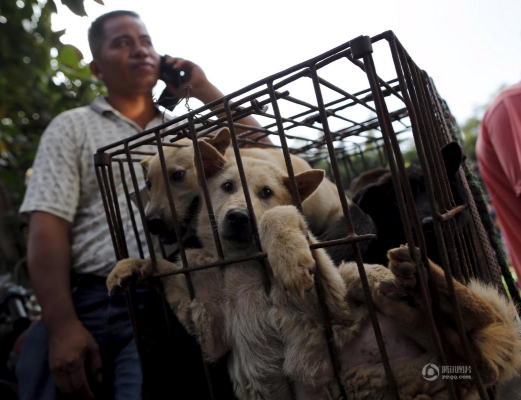 赤峰狗肉養(yǎng)殖場(chǎng)電話多少號(hào)-第1張圖片