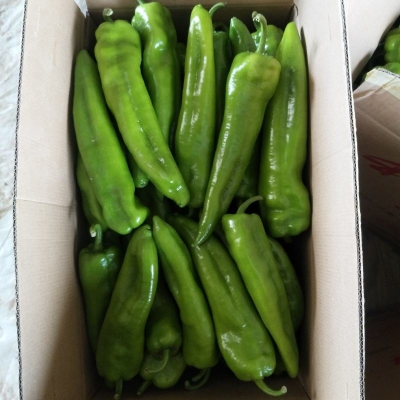 赤峰附近種菜基地電話多少號(hào)-第1張圖片