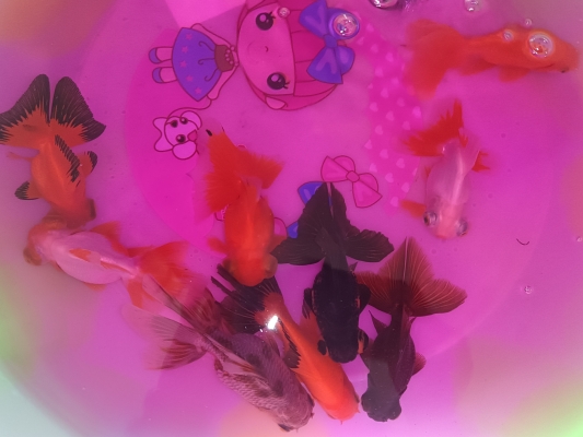 赤峰市魚缸清洗電話多少號-第1張圖片