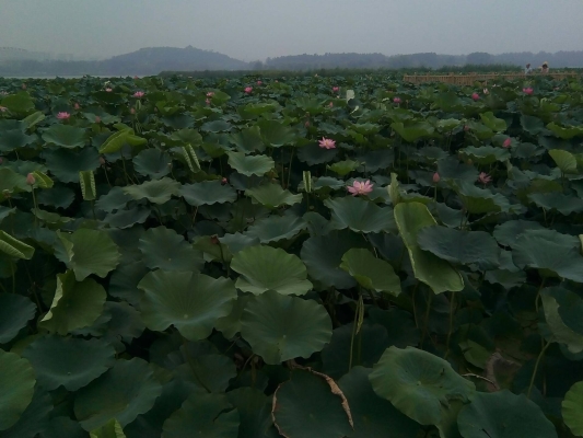 赤峰敬心足浴館電話號碼多少-第1張圖片