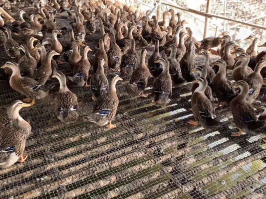 赤峰鴨養(yǎng)殖場(chǎng)電話號(hào)碼查詢-第1張圖片