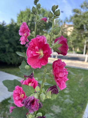 赤峰花蘊美容院地址電話號碼-第1張圖片