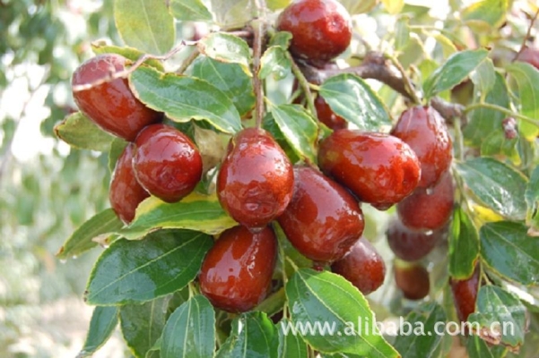 赤峰路水果批發(fā)電話號碼查詢-第1張圖片