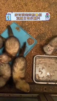 赤峰賣安格魯貂的電話號碼-第1張圖片