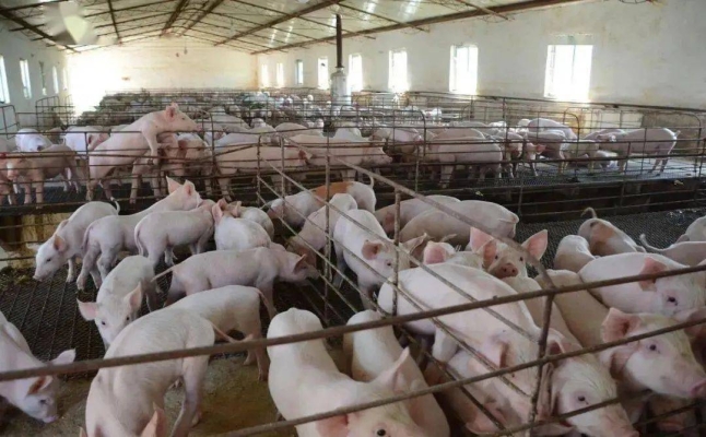 赤峰雨潤養(yǎng)殖場電話多少號-第1張圖片